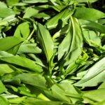 herb, fresh, healthy-4093602.jpg
