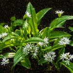 wild garlic, leaves, blossom-3347932.jpg
