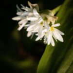 wild garlic, nature, ramson-7206980.jpg